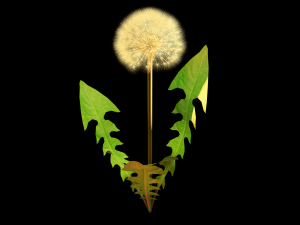 dandelion 3D-Modell