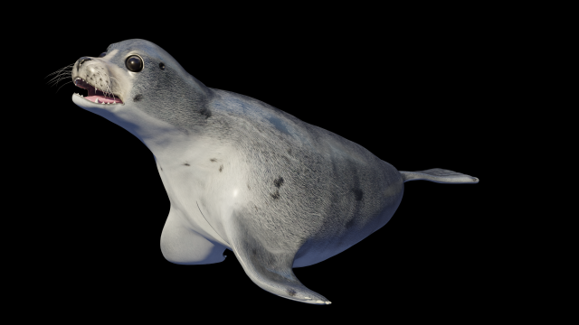 seal animal Modelo 3D .c4d .max .obj .3ds .fbx .stl .blend 