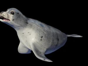 सील जानवर 3D मॉडल