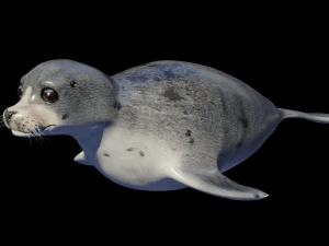 Robbentier 3D Modell