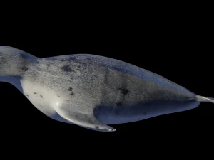 Robbentier 3D Modell