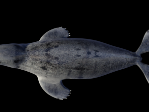 seal animal Modelo 3D