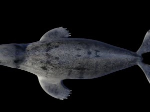 Robbentier 3D Modell