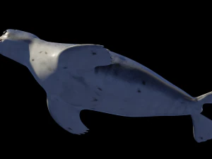 Robbentier 3D Modell