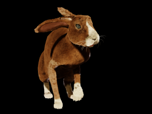 Rabbit 3D Модель
