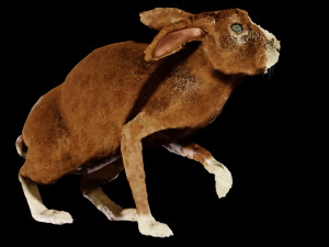 Rabbit 3D Model
