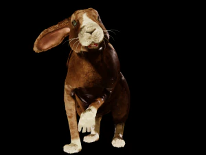 Rabbit 3D Model
