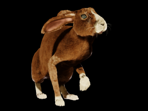 Rabbit 3D Model