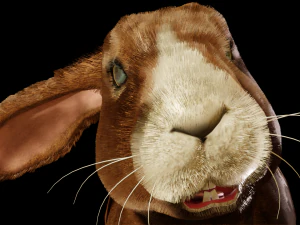 Rabbit 3D Model