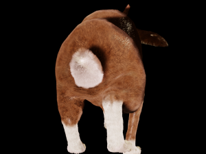 Rabbit 3D Model