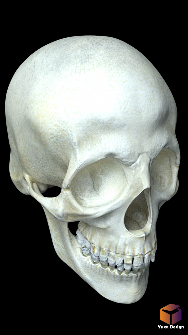 human skull 3D Модель .c4d .max .obj .3ds .fbx .stl .blend 