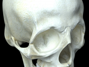 human skull 3D मॉडल