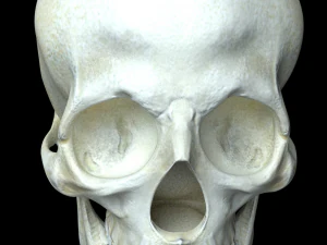 человеческий череп 3D Модель