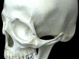 human skull 3D Модель
