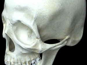 человеческий череп 3D Модель