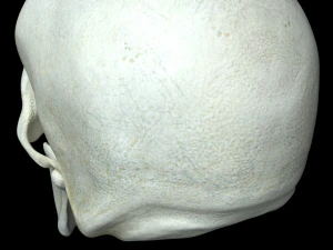 человеческий череп 3D Модель