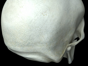 human skull 3D Модель