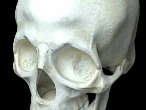 human skull 3D Модель