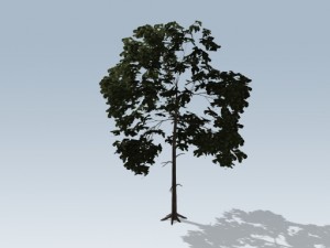 simple tree 03 3D-Modell