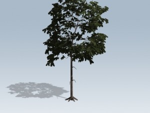 simple tree 03 3D-Modell