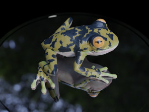 3d frog Model 3D