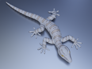 3d gecko 3D 模型