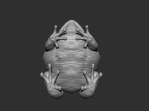 3d anaxyrus for printing Modello di stampa 3D