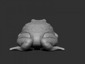 3d bufotes for printing 3D Print Model