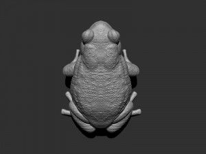 3d bufotes for printing 3D प्रिंट मॉडल