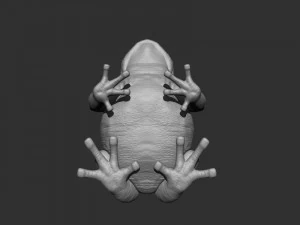 3d bufotes for printing 3D Print Model