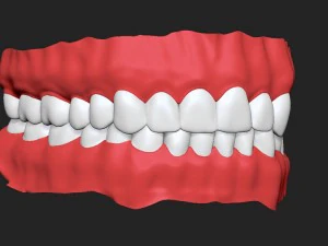 human teeth 3D Model