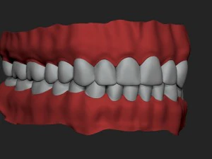 human teeth 3D Model