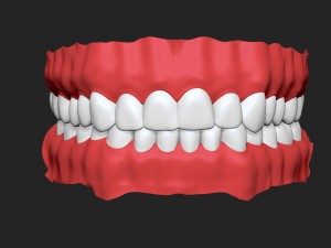 human teeth Modelo 3D