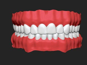 human teeth 3D Model