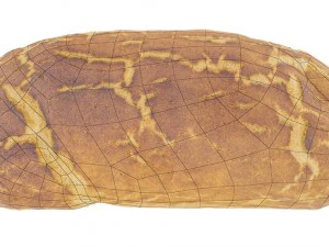 tiger bread - low and high poly versions 3D Model