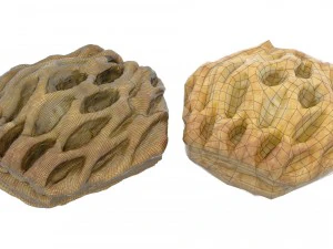 apple slice - high and low poly versions 3D Model