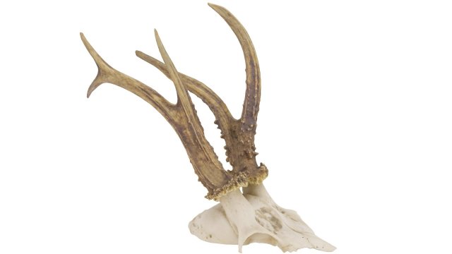 animal skull - high and low poly versions 3D Model .c4d .max .obj .3ds .fbx .stl .blend 