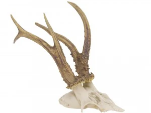 dierenschedel - hoge en lage polyversies 3D Model