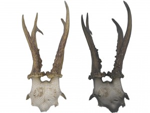 animal skull - high and low poly versions 3D Model