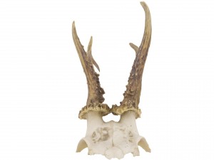 animal skull - high and low poly versions 3D Model