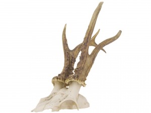 animal skull - high and low poly versions 3D Model