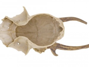 animal skull - high and low poly versions 3D Model