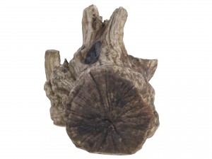 petrified wood stump - high and low poly versions Modèle 3D