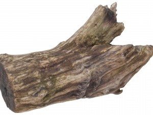petrified wood stump - high and low poly versions Modèle 3D