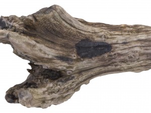 petrified wood stump - high and low poly versions Modèle 3D