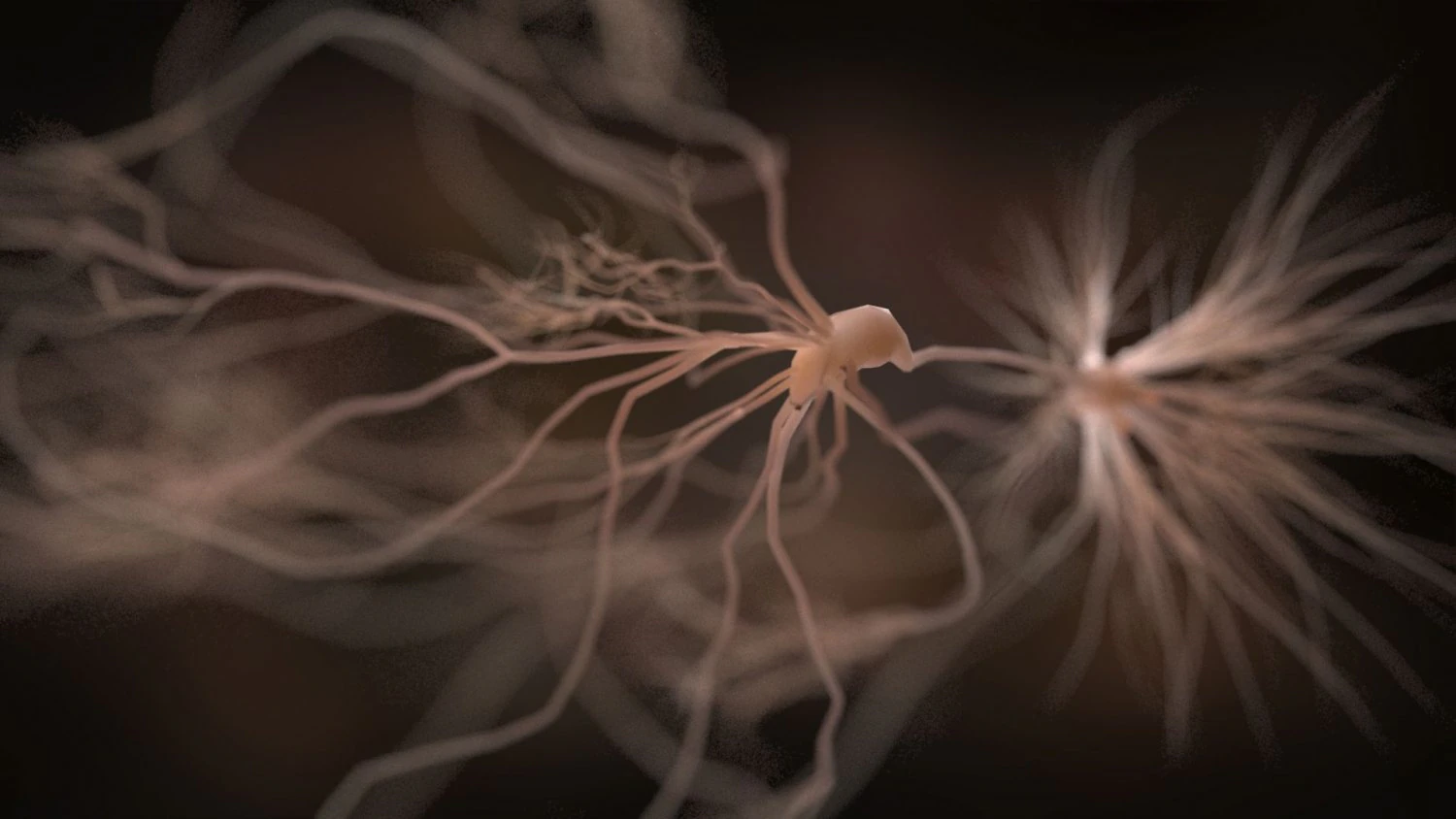 ultra realistic neurons set of 9 unique variations 3D Model .c4d .max .obj .3ds .fbx .stl .blend 