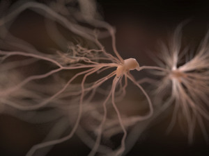 ultra realistic neurons set of 9 unique variations 3D Model