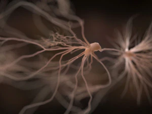 set di neuroni ultra realistici di 9 varianti uniche Modello 3D