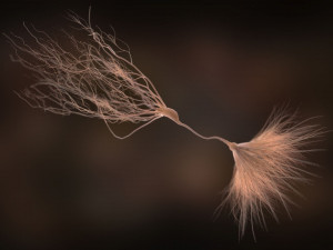ultra realistic neurons set of 9 unique variations Modèle 3D