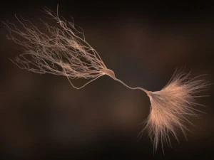 ultra realistic neurons set of 9 unique variations 3D Model
